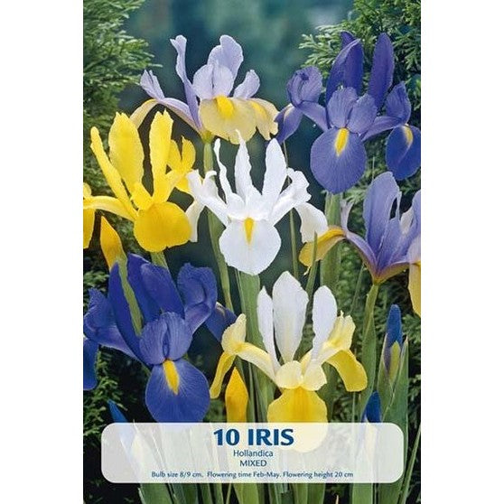 Iris Hollandica Mix 10-pack